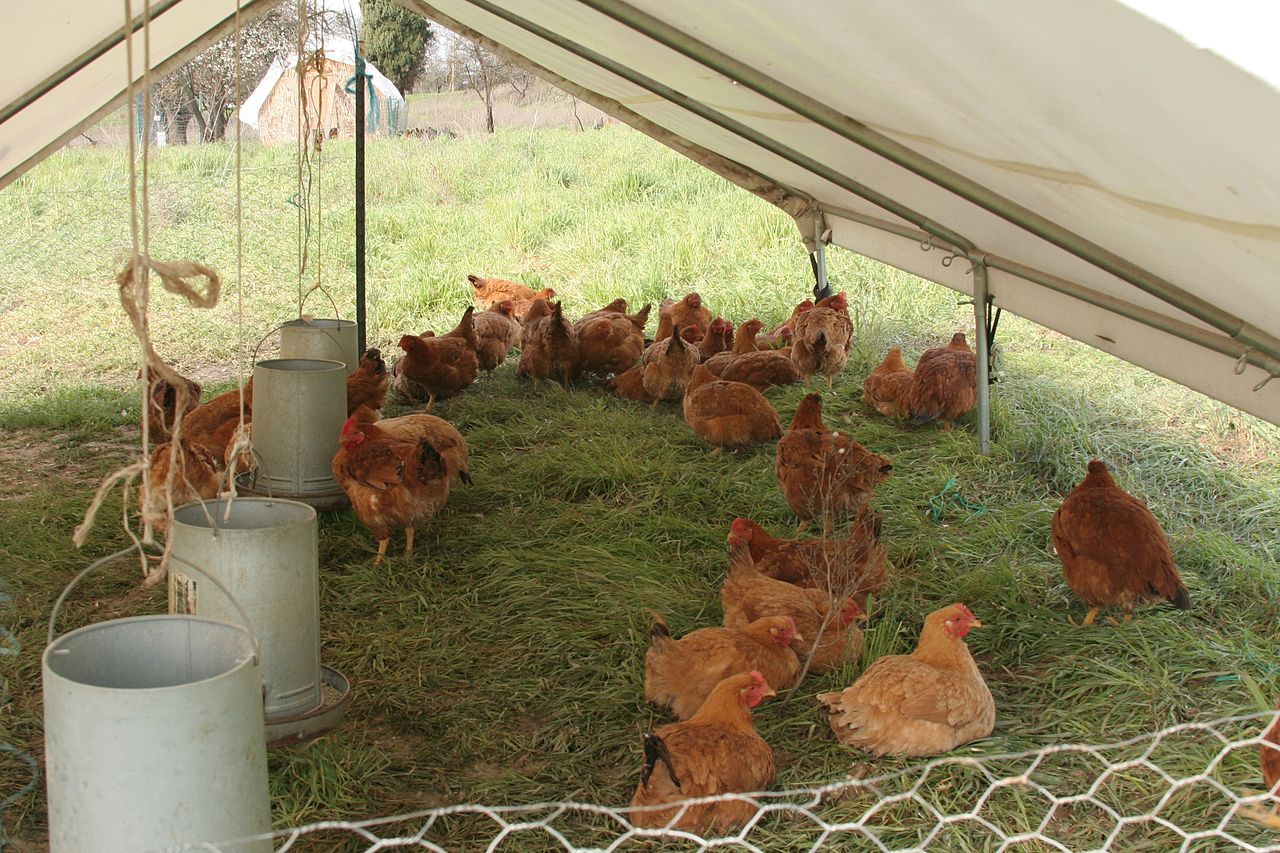 When A Chicken Farm Moves Next Door, Odor May Not Be The Only