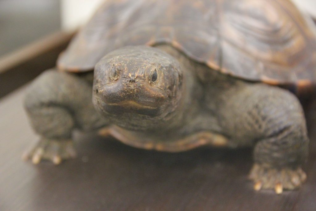 It’s a girl! Researchers surprised to find the original Testudo may ...