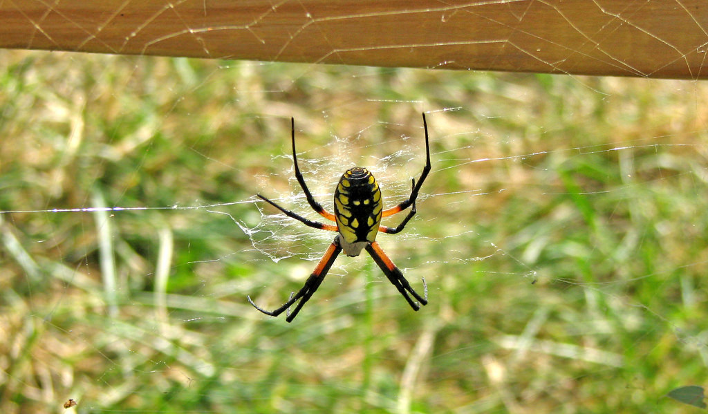 Spider Research  Department of Entomology