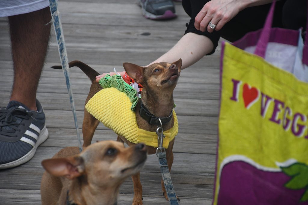 Cinco de Mayo brings Chihuahuas running from all over D.C. The(02)