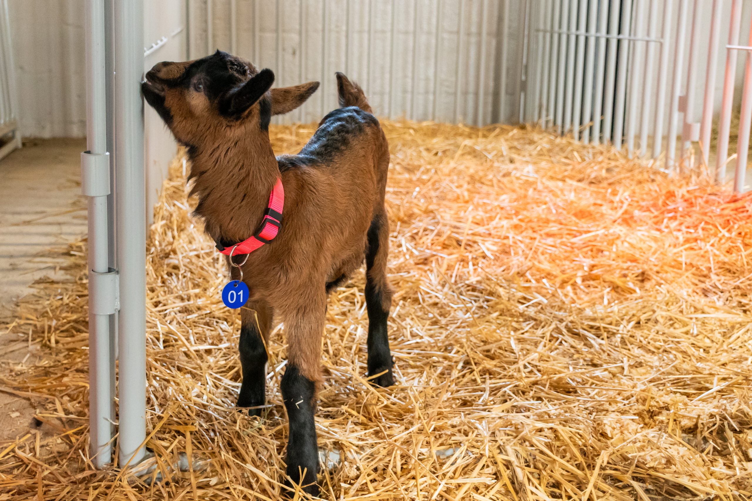 The first dairy goats of the UMD Campus Farm give birth to 2 children